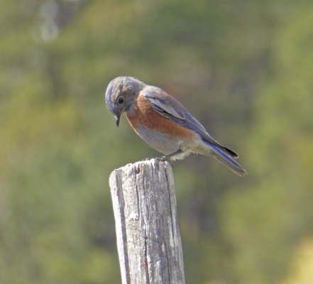 Arizona Mountain Blue Bird