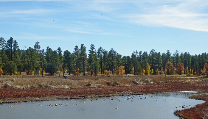 Woodland Lake Park