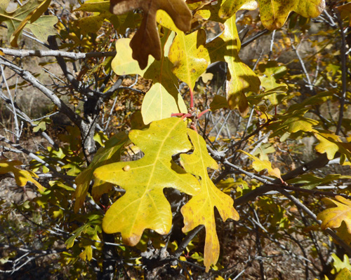 Yellow Gambel Oak leaves