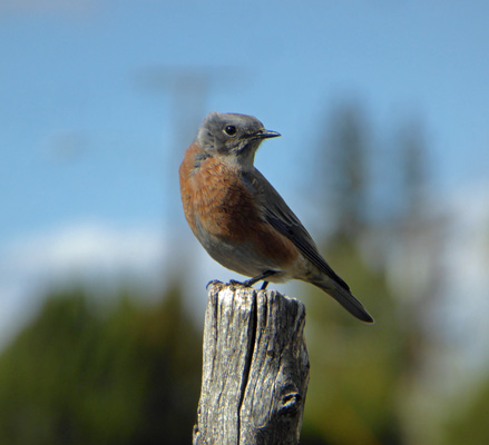 Arizona Mountain Blue Bird