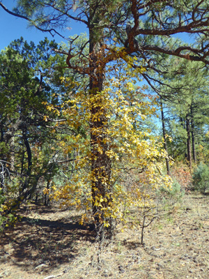 Gambel oak fall color