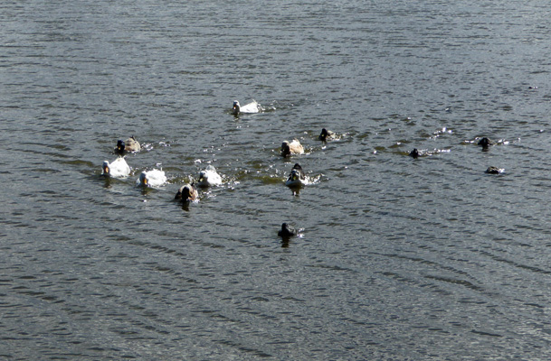 Ducks swimming fast