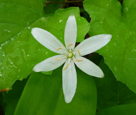 Queens Cup (Clintonia uniflora)