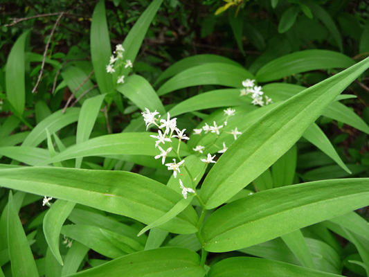 Star False Solomon’s Seal (Maianthemum stellatum)