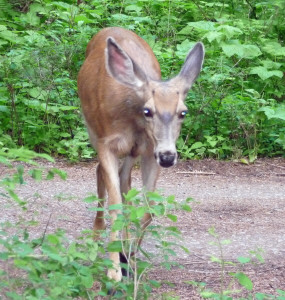 Deer in Silver Falls Campground