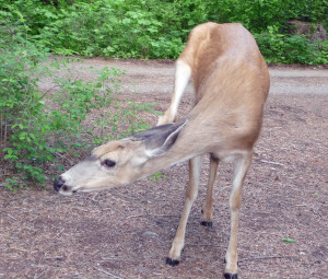 Deer in Silver Falls Campground