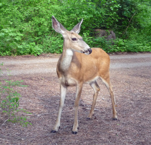 Deer in Silver Falls Campground WA