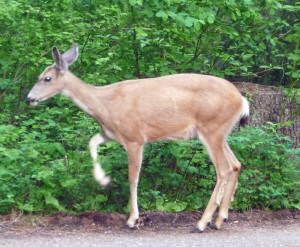 Deer in Silver Falls Campground