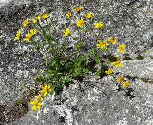 Arnica latifolia at Entiat Falls WA