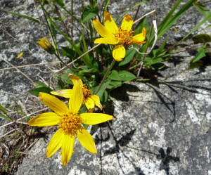 Arnica latifolia at Entiat Falls WA