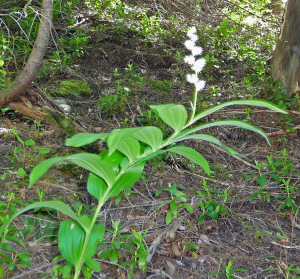 False Solomon's seal (Maianthemum racemosum)