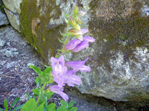 Penstemon on Silver Falls Trail WA