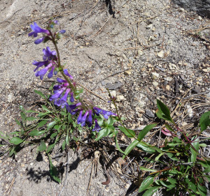 Penstemon on Silver Falls Trail WA