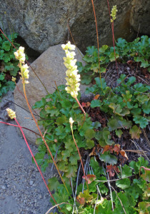 Heuchera racemosa on Silver Falls Trail WA