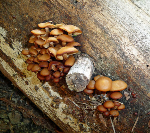 Mushrooms growing on a downed log on Silver Falls Trail WA