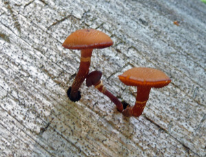 Mushrooms growing on a downed log on Silver Falls Trail WA