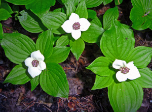 Bunchberry Cornus unalaskchkensis at Entiat River WA