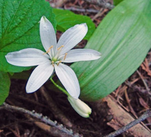 Queens Cup (Clintonia uniflora) at Silver Falls Campground Entiat River WA