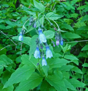 bluebells (Mertensia paniculata) at Silver Falls Campground Entiat River WA