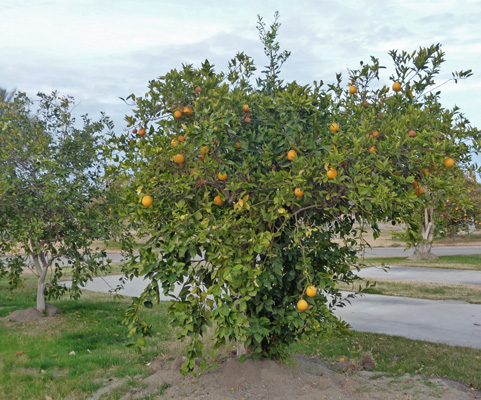 Orange Tree Oasis Palms RV Park CA