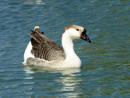 domesticated Swan Geese