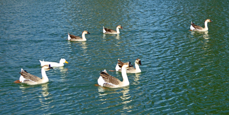 domesticated Swan Geese El Centro