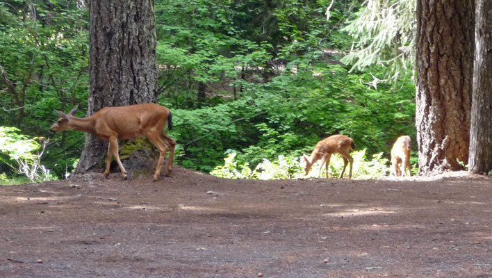 Doe and two fawns Peterson Prairie WA