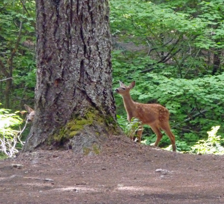 2 fawns Peterson Prairie WA