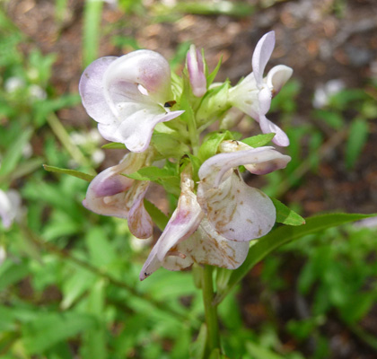 Sickletop Lousewort (Pedicularis racemosa) Bird Creek Meadows WA