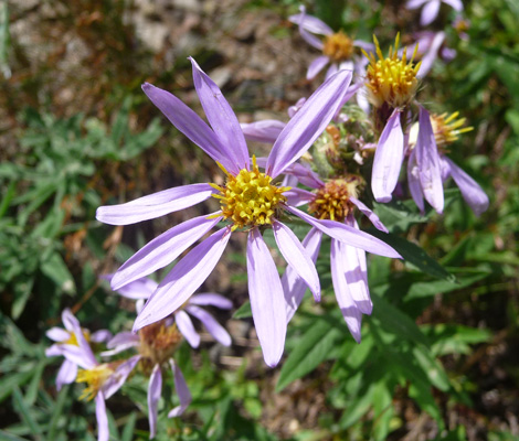 Douglas's Aster (Aster subspictus) Bird Creek Meadows