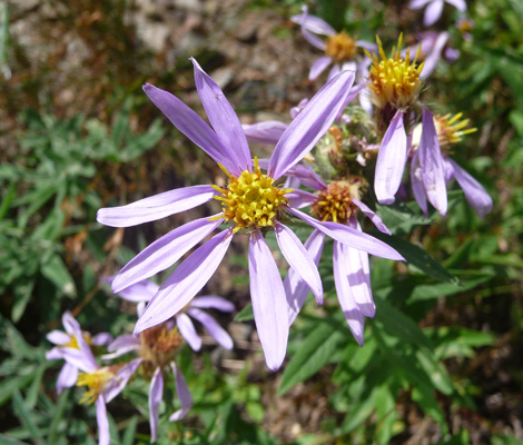  Douglas's Aster (Aster subspictus) Bird Creek Meadows