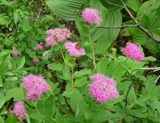 Rosy Spiraea (Spiraea splendens)