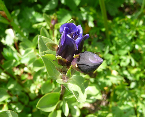 Mountain Bog Gentian (Gentiana sceptrum)