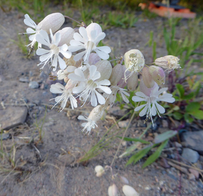 Bladder Campion (Silene vulgaris)