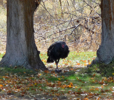 Wild Turkey Steamboat Rock SP