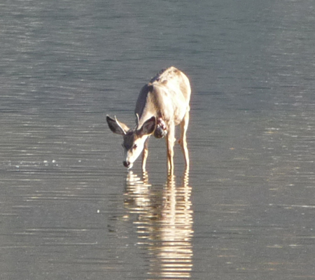 Sick deer Steamboat Rock SP