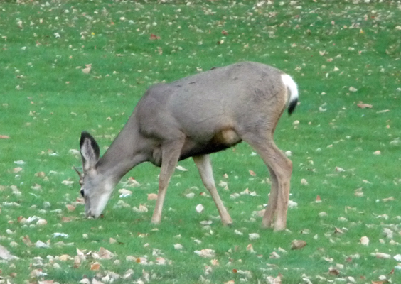 Young buck Steamboat Rock SP