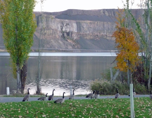 Canada geese Steamboat Rock SP