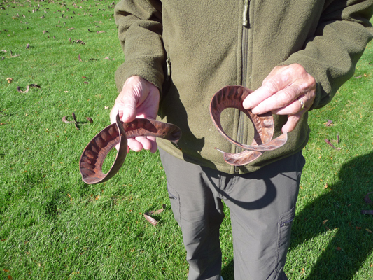 Honey Locust seed pods