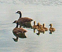 Canadian Geese and Goslings in water