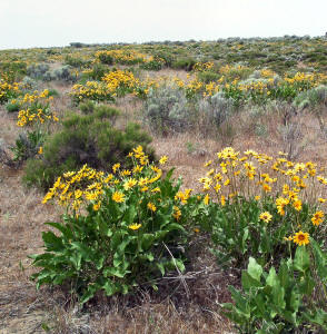 Arrowleafed Balsamroot