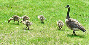 Canadian Goose and goslings