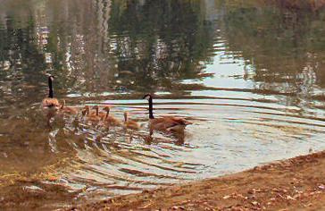 Canadian Goose and goslings in the lake