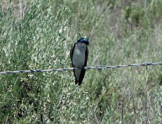 Tree Swallow along Stonebraker Lane ID