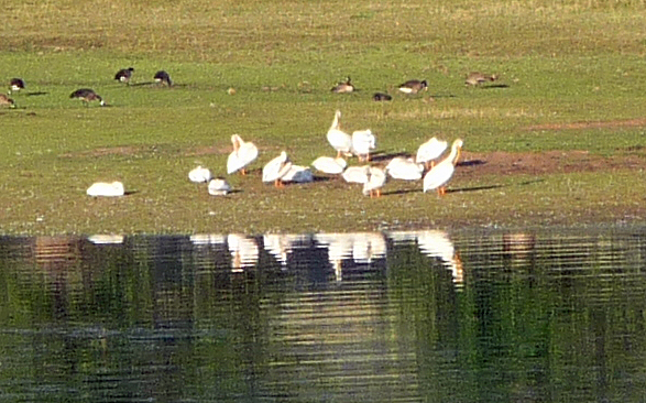 Pelicans Sugarloaf Campground ID