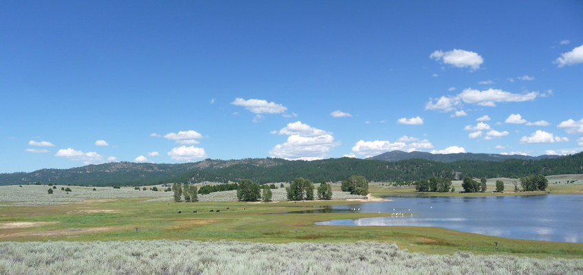 Cattle and pelicans at Sugarloaf Campground ID