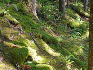 Moss garden Sunset Mine trail