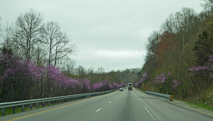 Redbuds I-40 Tennessee