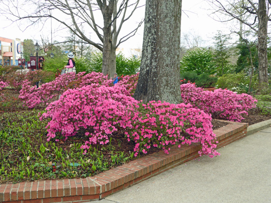 azaleas Grand Ole Opry