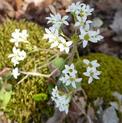 Early Saxifrage (Saxifraga virginiensis)